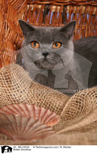 Britisch Kurzhaar / British Shorthair / RR-19332