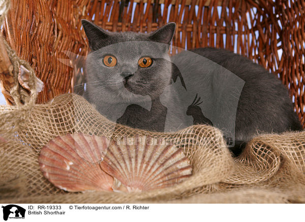 Britisch Kurzhaar / British Shorthair / RR-19333