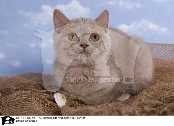 Britisch Kurzhaar / British Shorthair / RR-19379