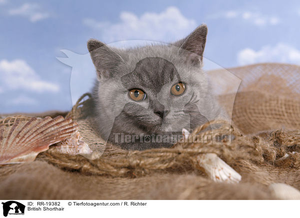 Britisch Kurzhaar / British Shorthair / RR-19382