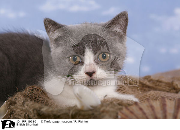 Britisch Kurzhaar / British Shorthair / RR-19386