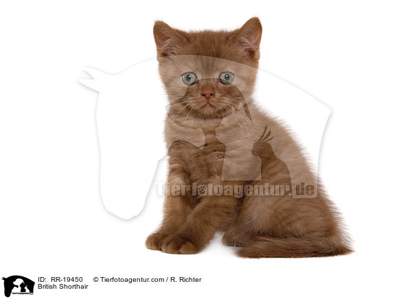 Britisch Kurzhaar / British Shorthair / RR-19450