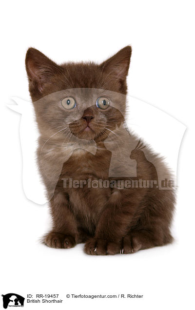 Britisch Kurzhaar / British Shorthair / RR-19457