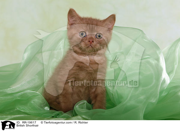 Britisch Kurzhaar / British Shorthair / RR-19617