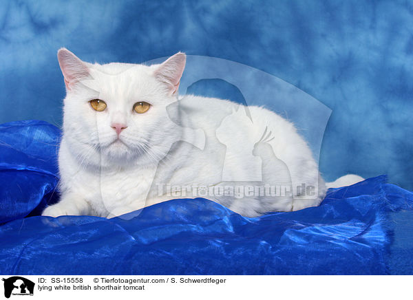 liegender weier Britisch Kurzhaar Kater / lying white british shorthair tomcat / SS-15558