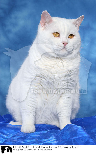 sitzender weier Britisch Kurzhaar Kater / sitting white british shorthair tomcat / SS-15563