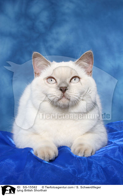 liegende Britisch Kurzhaar / lying British Shorthair / SS-15582