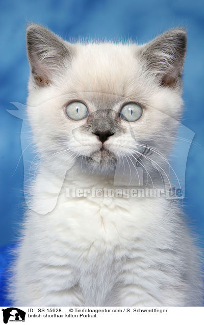 british shorthair kitten Portrait / SS-15628
