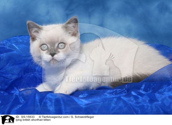 liegendes Britisch Kurzhaar Ktzchen / lying british shorthair kitten / SS-15633