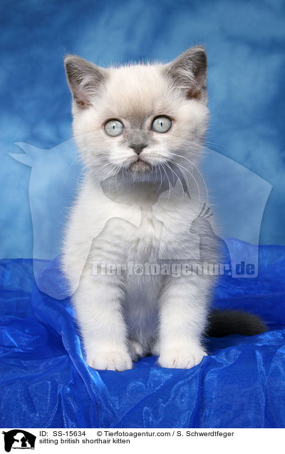 sitzendes Britisch Kurzhaar Ktzchen / sitting british shorthair kitten / SS-15634