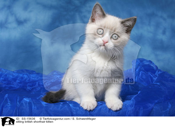 sitzendes Britisch Kurzhaar Ktzchen / sitting british shorthair kitten / SS-15636