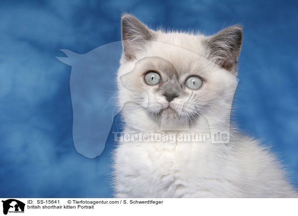 Britisch Kurzhaar Ktzchen Portrait / british shorthair kitten Portrait / SS-15641