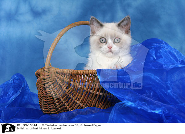 Britisch Kurzhaar Ktzchen im Korb / british shorthair kitten in basket / SS-15644