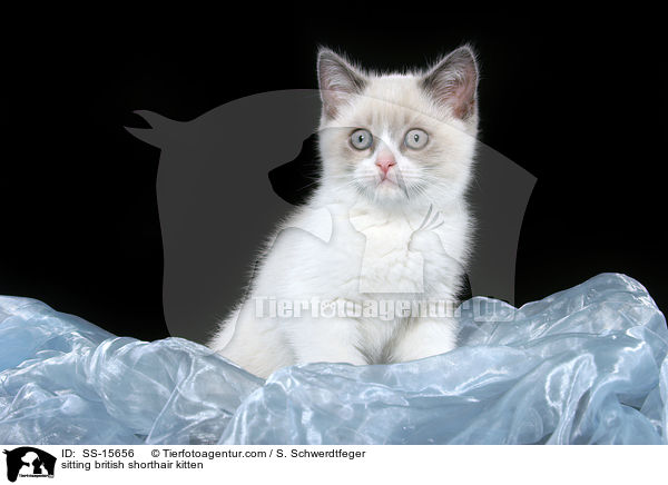 sitzendes Britisch Kurzhaar Ktzchen / sitting british shorthair kitten / SS-15656