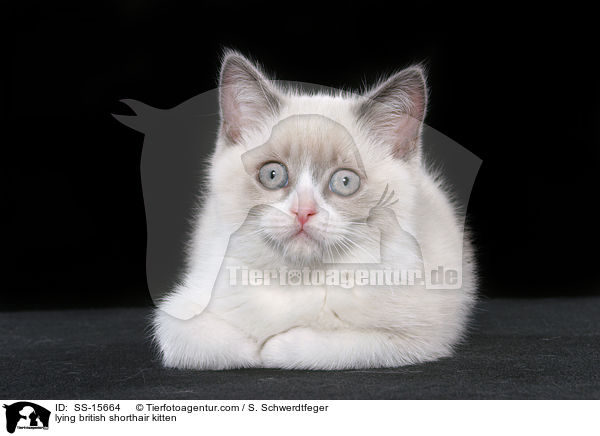 liegendes Britisch Kurzhaar Ktzchen / lying british shorthair kitten / SS-15664