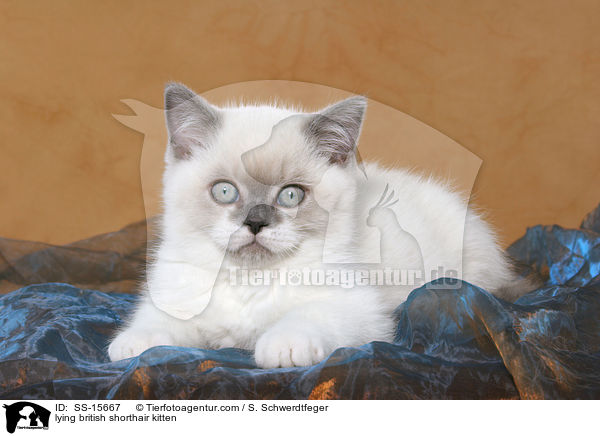 liegendes Britisch Kurzhaar Ktzchen / lying british shorthair kitten / SS-15667