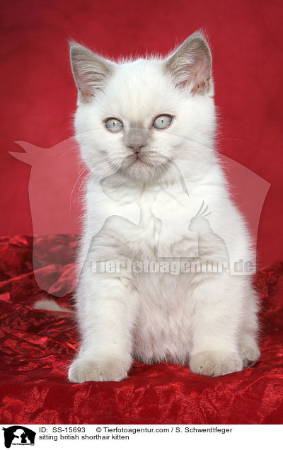 sitzendes Britisch Kurzhaar Ktzchen / sitting british shorthair kitten / SS-15693