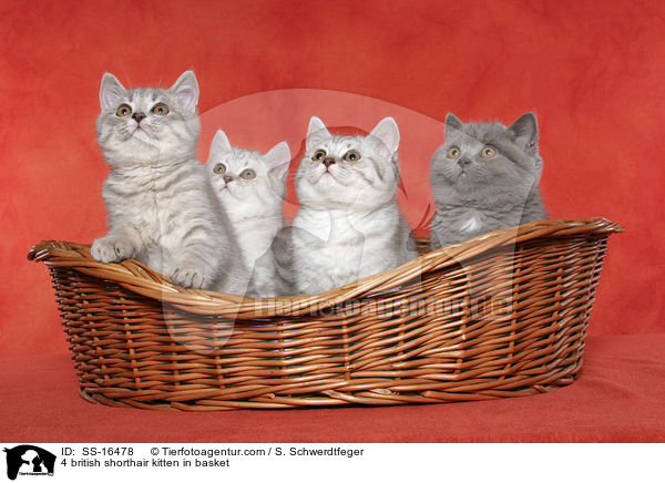 4 Britisch Kurzhaar Ktzchen im Korb / 4 british shorthair kitten in basket / SS-16478