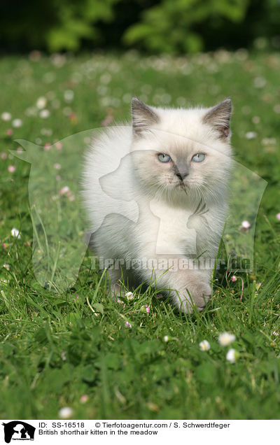 Britisch Kurzhaar Ktzchen auf der Wiese / British shorthair kitten in the meadow / SS-16518