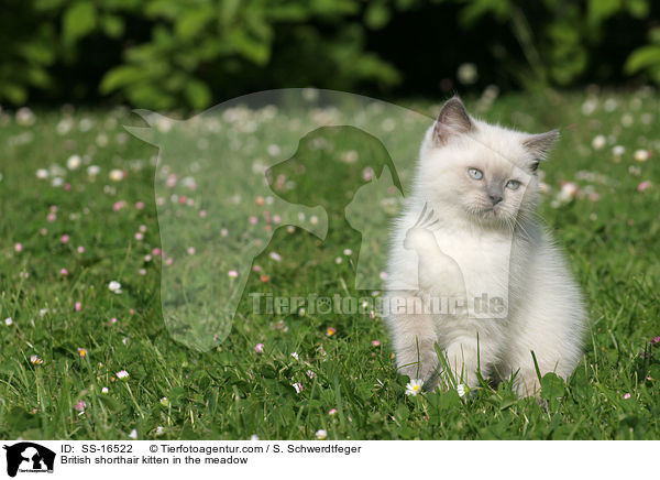 Britisch Kurzhaar Ktzchen auf der Wiese / British shorthair kitten in the meadow / SS-16522