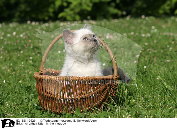 Britisch Kurzhaar Ktzchen auf der Wiese / British shorthair kitten in the meadow / SS-16526