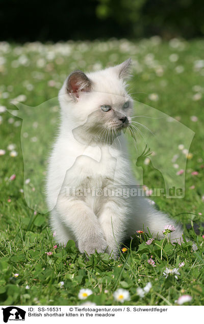 Britisch Kurzhaar Ktzchen auf der Wiese / British shorthair kitten in the meadow / SS-16531