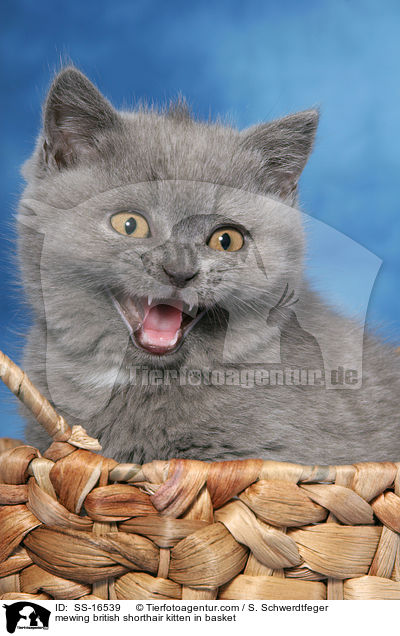 miauendes Britisch Kurzhaar Ktzchen im Korb / mewing british shorthair kitten in basket / SS-16539