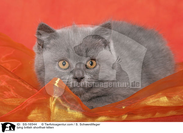 liegendes Britisch Kurzhaar Ktzchen / lying british shorthair kitten / SS-16544