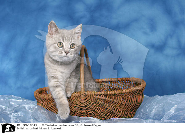 Britisch Kurzhaar Ktzchen im Korb / british shorthair kitten in basket / SS-16549