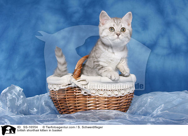 Britisch Kurzhaar Ktzchen im Korb / british shorthair kitten in basket / SS-16554