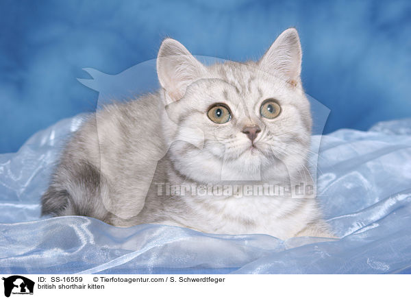 Britisch Kurzhaar Ktzchen / british shorthair kitten / SS-16559