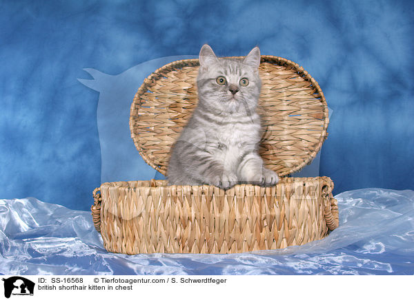 Britisch Kurzhaar Ktzchen in Truhe / british shorthair kitten in chest / SS-16568