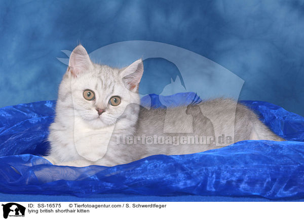 liegendes Britisch Kurzhaar Ktzchen / lying british shorthair kitten / SS-16575