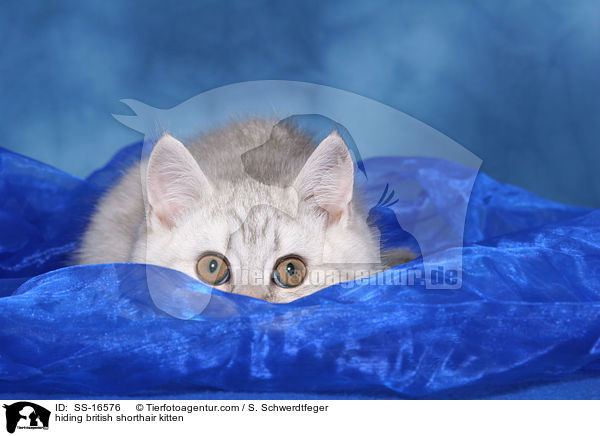 Britisch Kurzhaar Ktzchen versteckt sich / hiding british shorthair kitten / SS-16576