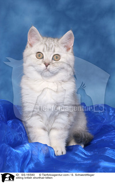 sitzendes Britisch Kurzhaar Ktzchen / sitting british shorthair kitten / SS-16580