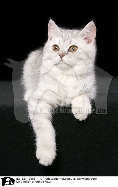 liegendes Britisch Kurzhaar Ktzchen / lying british shorthair kitten / SS-16585