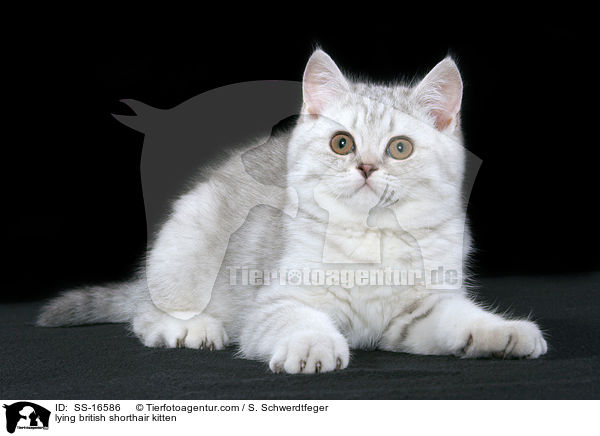 liegendes Britisch Kurzhaar Ktzchen / lying british shorthair kitten / SS-16586