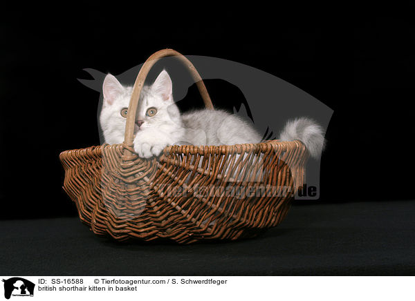 Britisch Kurzhaar Ktzchen im Korb / british shorthair kitten in basket / SS-16588