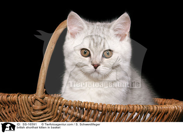 Britisch Kurzhaar Ktzchen im Korb / british shorthair kitten in basket / SS-16591