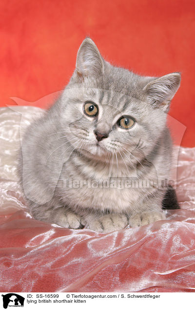 liegendes Britisch Kurzhaar Ktzchen / lying british shorthair kitten / SS-16599