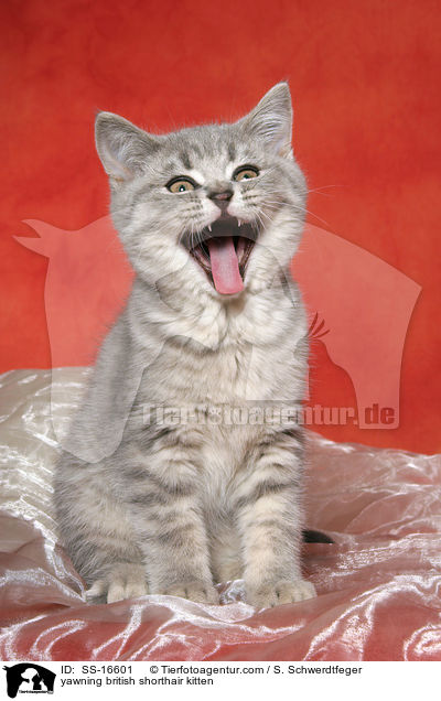 ghnendes Britisch Kurzhaar Ktzchen / yawning british shorthair kitten / SS-16601