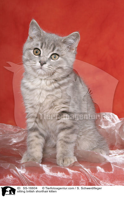 sitzendes Britisch Kurzhaar Ktzchen / sitting british shorthair kitten / SS-16604