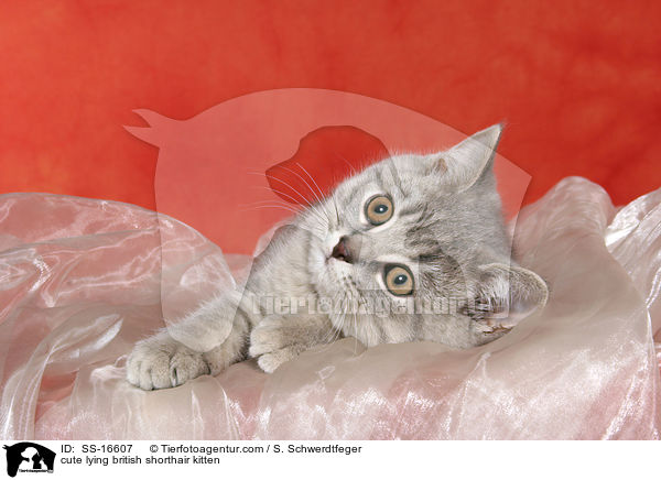 ses liegendes Britisch Kurzhaar Ktzchen / cute lying british shorthair kitten / SS-16607