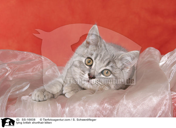 liegendes Britisch Kurzhaar Ktzchen / lying british shorthair kitten / SS-16608