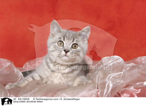 liegendes Britisch Kurzhaar Ktzchen / lying british shorthair kitten / SS-16609