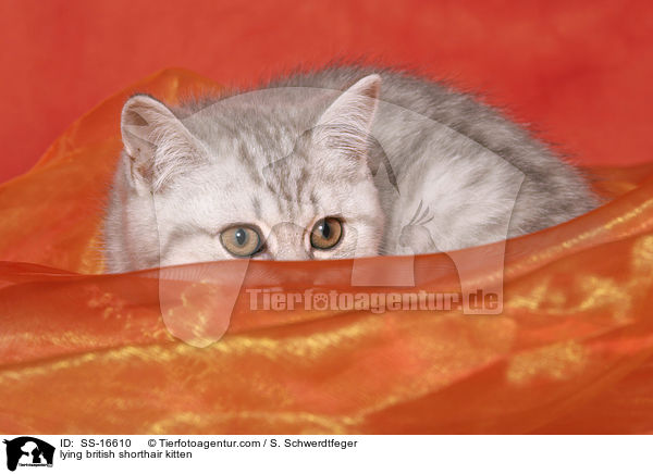 liegendes Britisch Kurzhaar Ktzchen / lying british shorthair kitten / SS-16610