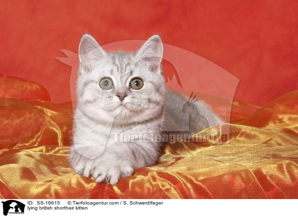 liegendes Britisch Kurzhaar Ktzchen / lying british shorthair kitten / SS-16615