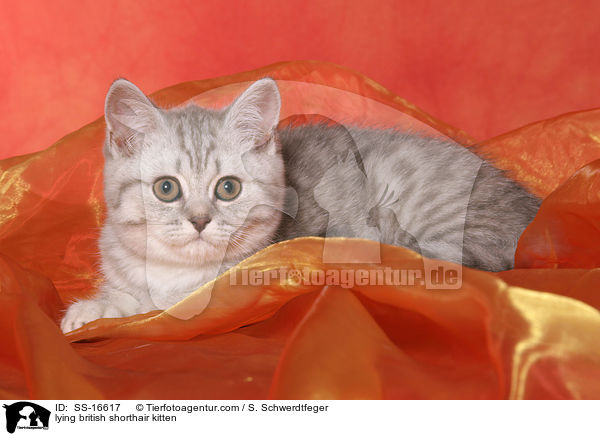 liegendes Britisch Kurzhaar Ktzchen / lying british shorthair kitten / SS-16617