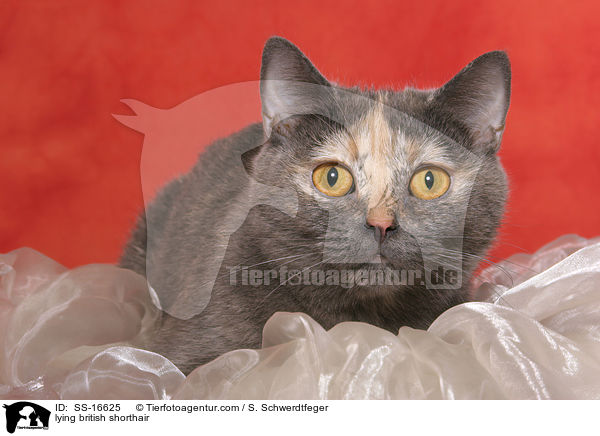 liegende Britisch Kurzhaar / lying british shorthair / SS-16625