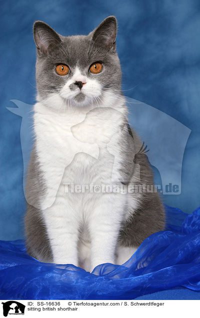 sitzende Britisch Kurzhaar Ktzin / sitting british shorthair / SS-16636